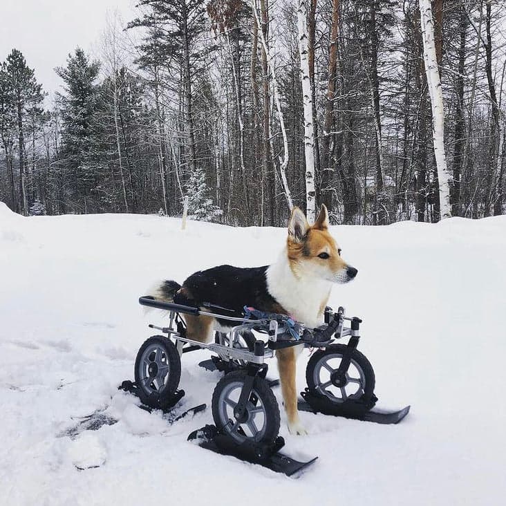 Polar Stroller Ski detail 2